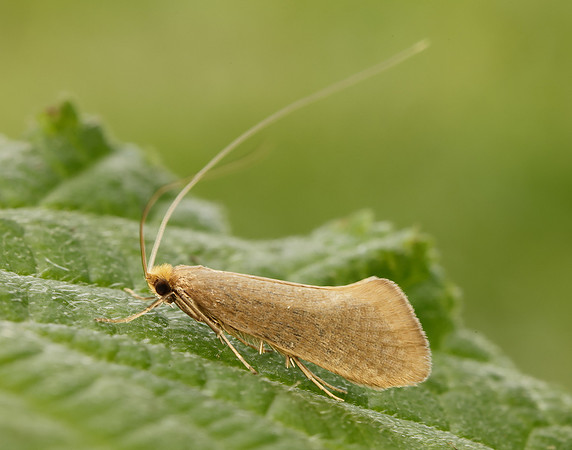 7.015 BF140 Nematopogon swammerdamella