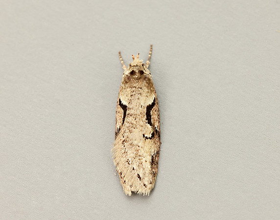 32.002 BF667 Semioscopis steinkellneriana