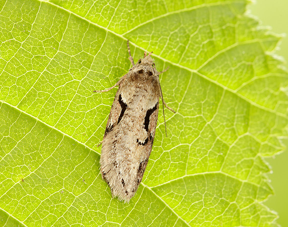 32.002 BF667 Semioscopis steinkellneriana