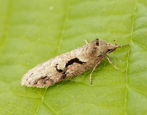 32.002 BF667 Semioscopis steinkellneriana