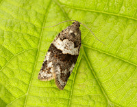 49.028 BF986 Syndemis musculana