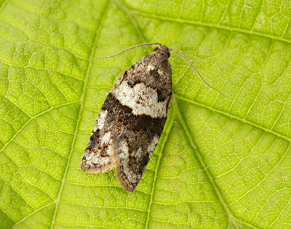 49.028 BF986 Syndemis musculana