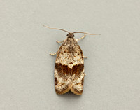 49.028 BF986 Syndemis musculana