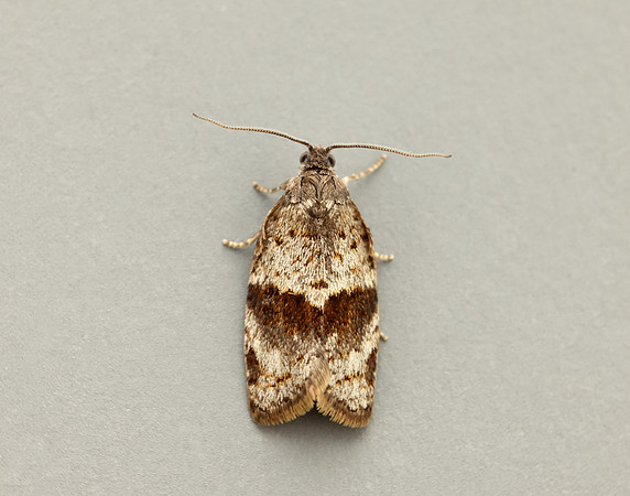 49.028 BF986 Syndemis musculana