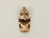 49.028 BF986 Syndemis musculana