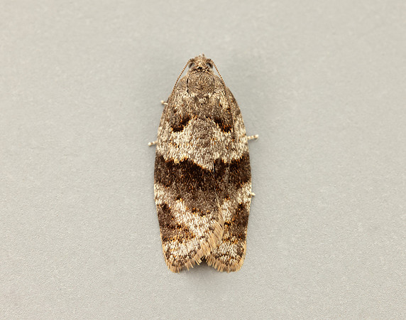 49.028 BF986 Syndemis musculana