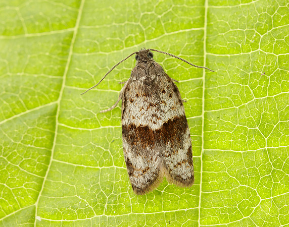 49.028 BF986 Syndemis musculana