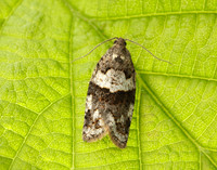 49.028 BF986 Syndemis musculana