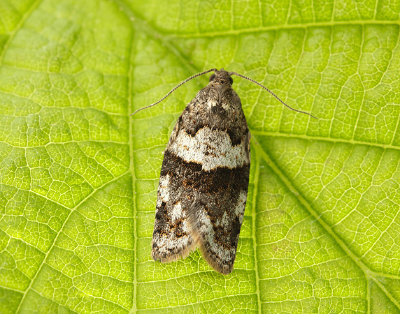 49.028 BF986 Syndemis musculana