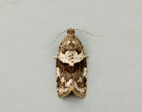49.028 BF986 Syndemis musculana