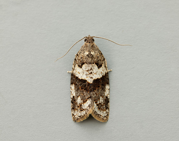 49.028 BF986 Syndemis musculana