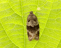 49.028 BF986 Syndemis musculana