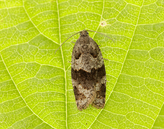 49.028 BF986 Syndemis musculana