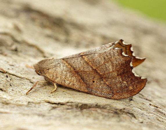 65.001 BF1645 Scalloped Hook-tip Falcaria lacertinaria