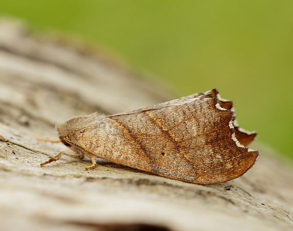 65.001 BF1645 Scalloped Hook-tip Falcaria lacertinaria