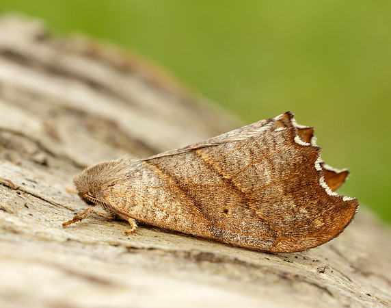 65.001 BF1645 Scalloped Hook-tip Falcaria lacertinaria