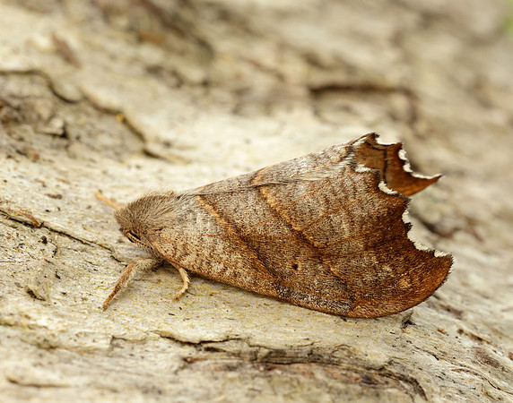 65.001 BF1645 Scalloped Hook-tip Falcaria lacertinaria