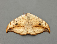 65.005 BF1648 Pebble Hook-tip Drepana falcataria