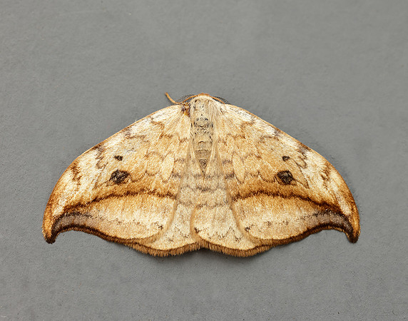 65.005 BF1648 Pebble Hook-tip Drepana falcataria