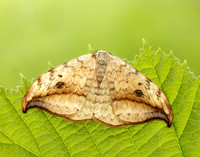 65.005 BF1648 Pebble Hook-tip Drepana falcataria