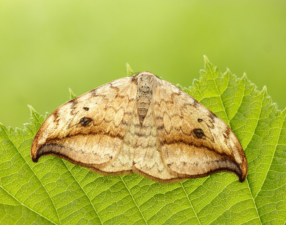65.005 BF1648 Pebble Hook-tip Drepana falcataria