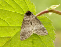 65.013 BF1657 Common Lutestring Ochropacha duplaris