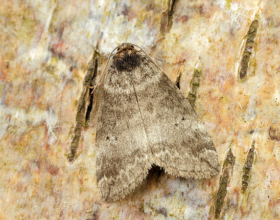 65.013 BF1657 Common Lutestring Ochropacha duplaris