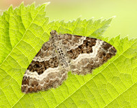 70.061 BF1738 Common Carpet Epirrhoe alternata