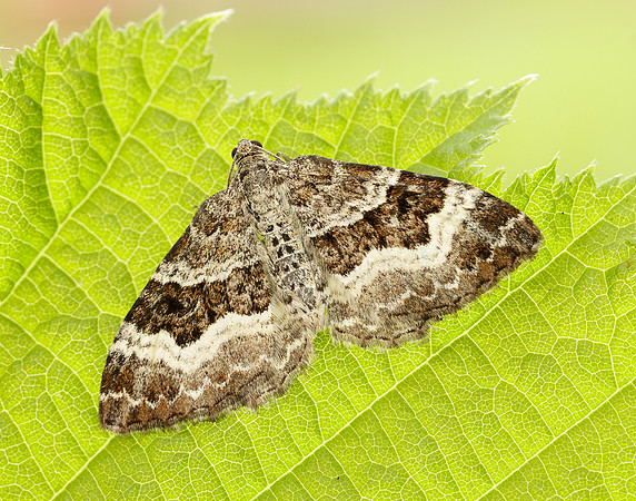 70.061 BF1738 Common Carpet Epirrhoe alternata