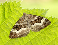 70.061 BF1738 Common Carpet Epirrhoe alternata