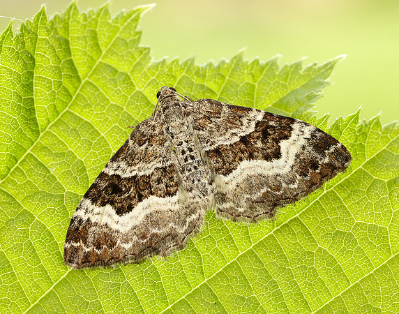 70.061 BF1738 Common Carpet Epirrhoe alternata
