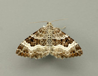 70.061 BF1738 Common Carpet Epirrhoe alternata