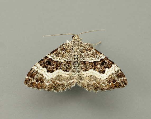 70.061 BF1738 Common Carpet Epirrhoe alternata