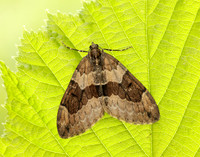 70.081 BF1768 Grey Pine Carpet Thera obeliscata