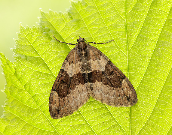 70.081 BF1768 Grey Pine Carpet Thera obeliscata