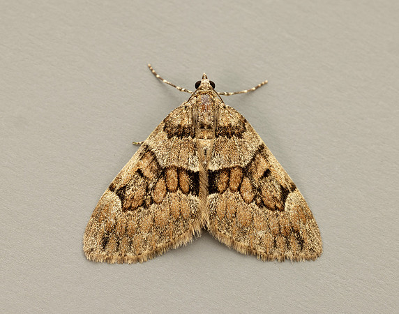 70.081 BF1768 Grey Pine Carpet Thera obeliscata