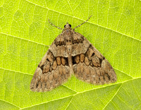 70.081 BF1768 Grey Pine Carpet Thera obeliscata