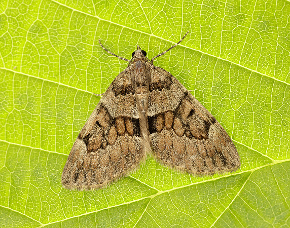 70.081 BF1768 Grey Pine Carpet Thera obeliscata