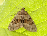 70.081 BF1768 Grey Pine Carpet Thera obeliscata