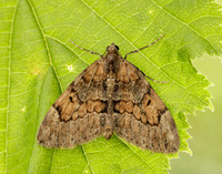 70.081 BF1768 Grey Pine Carpet Thera obeliscata