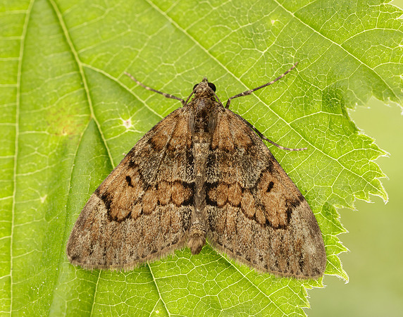 70.081 BF1768 Grey Pine Carpet Thera obeliscata