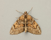 70.081 BF1768 Grey Pine Carpet Thera obeliscata