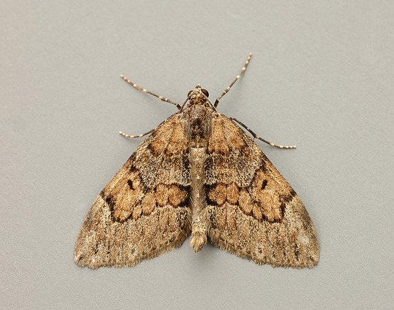 70.081 BF1768 Grey Pine Carpet Thera obeliscata