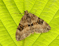 70.081 BF1768 Grey Pine Carpet Thera obeliscata