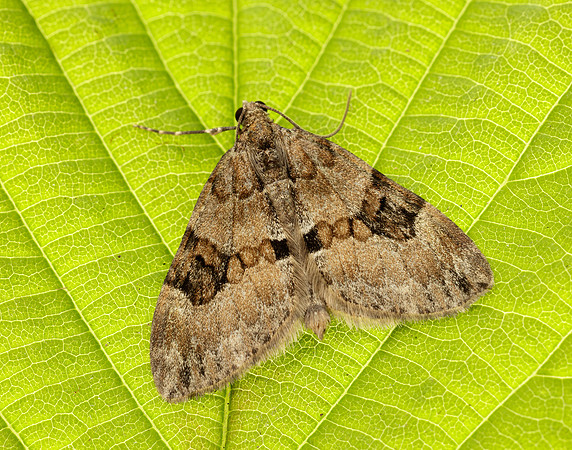70.081 BF1768 Grey Pine Carpet Thera obeliscata