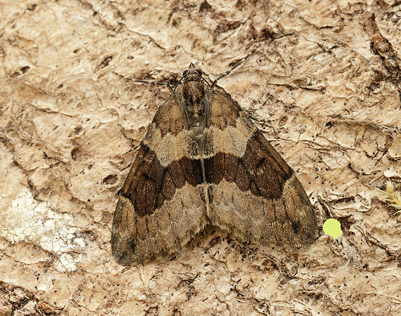 70.081 BF1768 Grey Pine Carpet Thera obeliscata