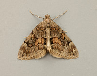 70.081 BF1768 Grey Pine Carpet Thera obeliscata
