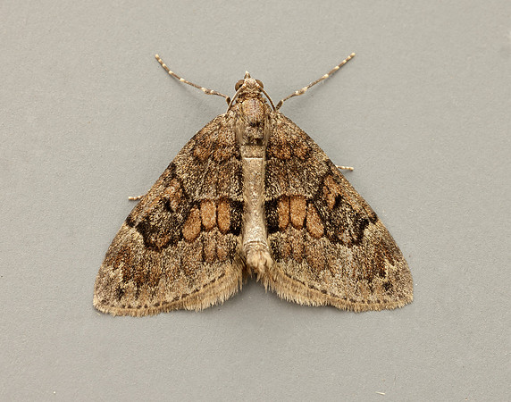 70.081 BF1768 Grey Pine Carpet Thera obeliscata