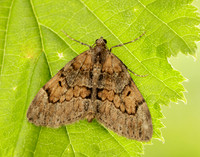 70.081 BF1768 Grey Pine Carpet Thera obeliscata