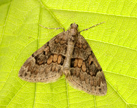 70.081 BF1768 Grey Pine Carpet Thera obeliscata